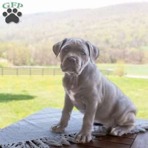 Keira, Cane Corso Puppy